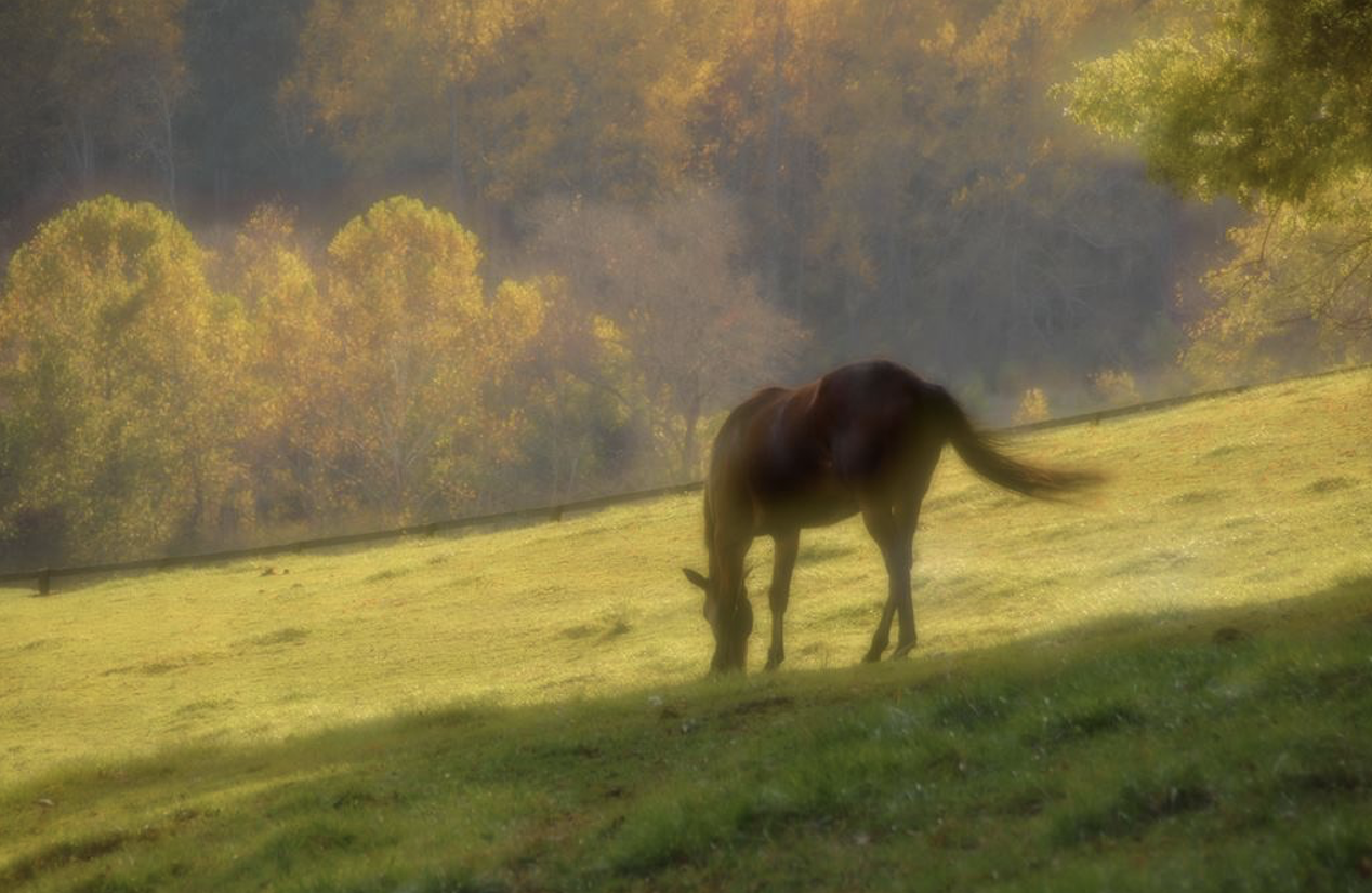 Soft-focus photograph of a horse grazing in a sunlit field with autumn trees in the background.